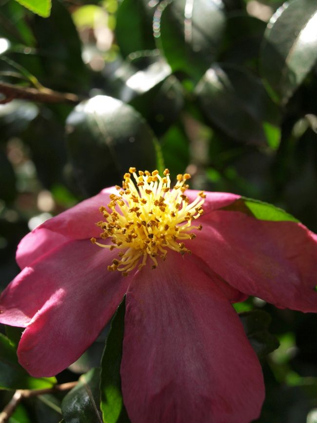雨上がりだから、花達も生き生きしてます♪