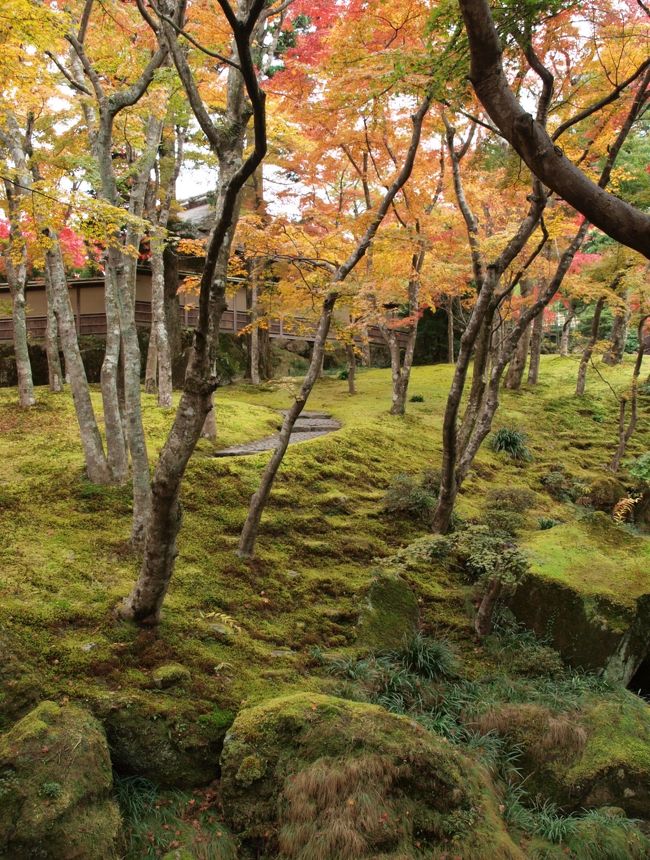 『こだま』（もののけ姫）達が遊んでいそう。