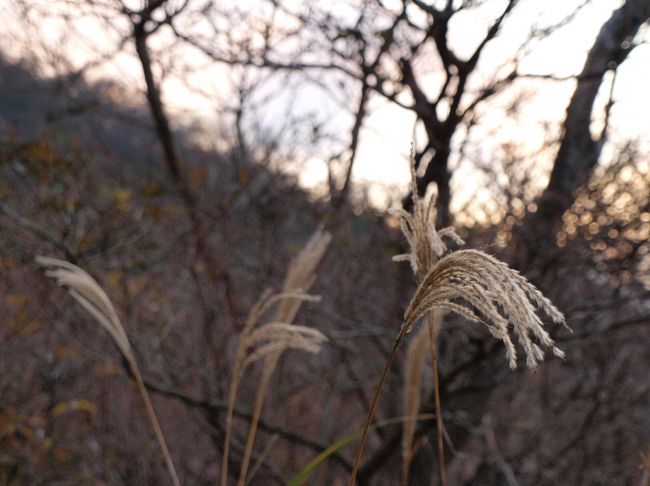 紅葉以外でも、<br />あちこちで秋を感じます。