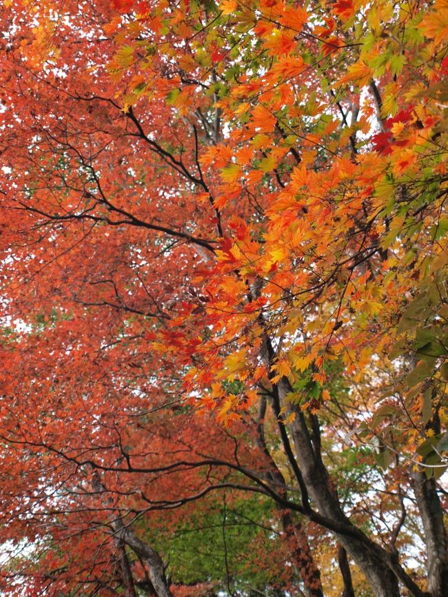 オレンジの紅葉が、一番好きです。