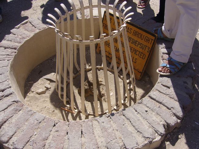 最古の木？でしたっけ？？