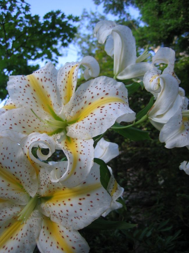 鬼ゆり？<br /><br />見事なほどに満開でした