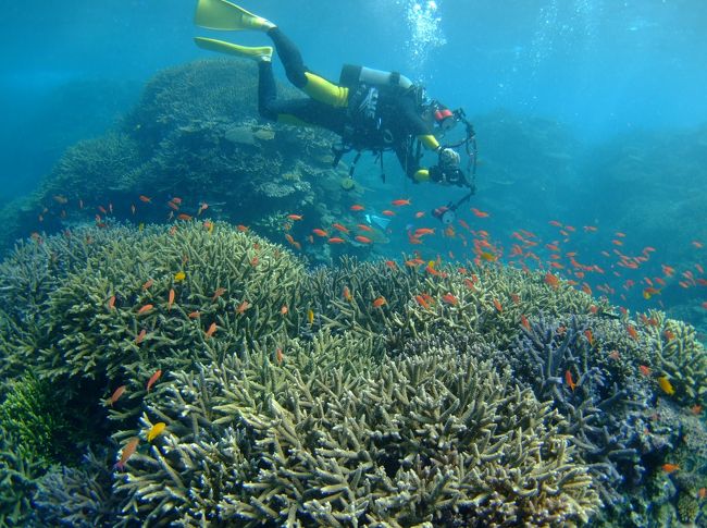 1本目　米原沖Ｗリーフ　コーラルヘブン<br /><br />サンゴがすごくきれいで、<br />ワイドもマクロも楽しめる海！！