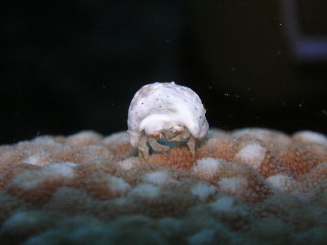 この子は結構大き目で、<br />小指の先より一回り小さい位。<br /><br />とにかくラブリー(*^・^*)<br /><br />4本の足でホヤを支えて、<br />残りの4本の足で歩いてるそうです。<br />