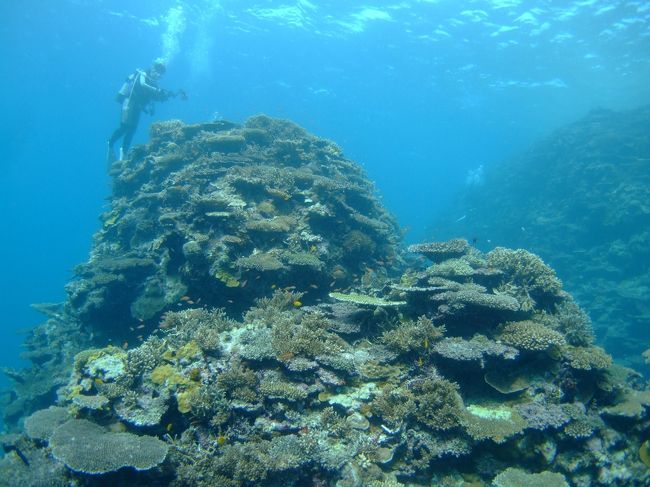 2本目　米原沖Ｗリーフ　コーラルドロップ<br /><br />ここはとにかくサンゴがすごい！！<br />写真で伝えられないのが残念・・・。<br />