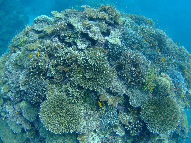 この日は海がだいぶ落ち着いていましたが、<br />前日、前々日は大荒れだったようで、<br />その影響か、うじゃ〜っと居るはずのハナゴイが、<br />かなり減っちゃってました(-。-*)