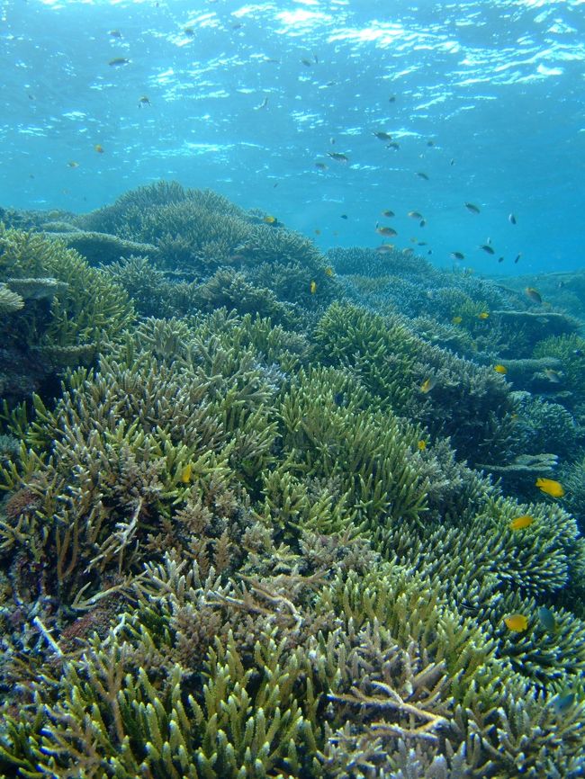 それでもキレイな海。<br /><br />石垣は市街地のショップでしか<br />潜った事がなかったのですが、<br />川平方面かなりお勧めです！！