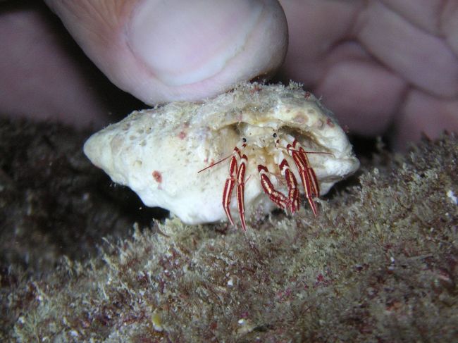 サンゴの間を抜けてる途中。<br />名前はわかりません。<br /><br />そして、たっぷりサンゴを満喫した後には、<br />もう一人のガイドさんが<br />またまたネタを用意して待ってました♪