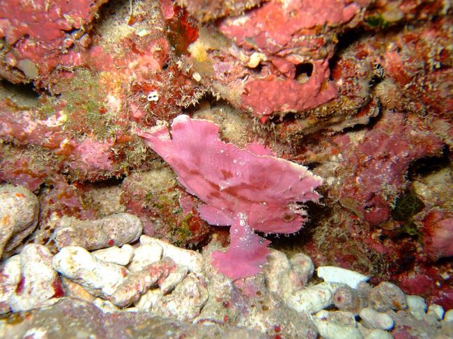 白とピンクのハダカハオコゼ。<br />ピンク可愛かった〜♪