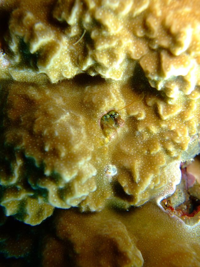 ボケボケですが、カンザシヤドカリのＳＰだそうで・・・。<br /><br />その時はさっぱり解りませんでしたが(笑)<br />ハサミの模様が違うんです。<br />普通の子はストライプ。