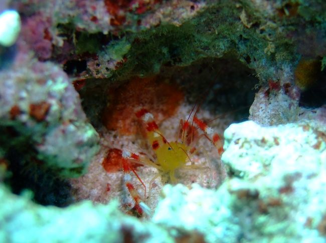 そしてリクエストのイエローボクサーシュリンプ！！<br />ザンジバルボクサーシュリンプとも言うそうです。<br /><br />最初、オトヒメエビ位の大きさかと思ってましたが、<br />小さい！！<br />3〜4?くらいです。<br /><br />カメラも詳しいガイドさんに、<br />思いっきりストロボの向きを調整されました。<br />まだまだダメな私・・・。