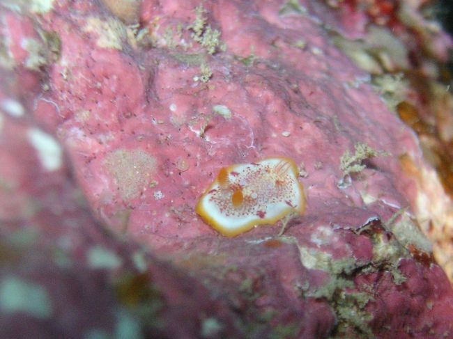 もうウミウシシーズンなのね！！<br />と闘志が沸き、ガレをひっくり返し発見♪<br /><br />サラサウミウシ。<br />この子も5ミリ！！<br /><br />たまらん・・・。