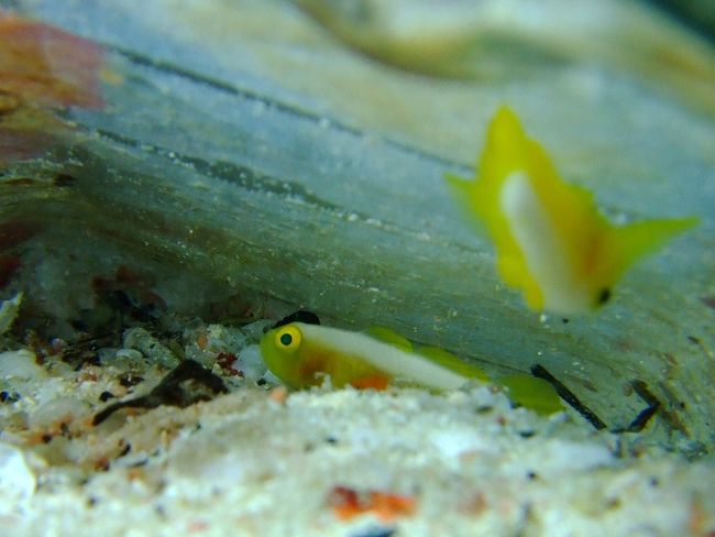 3本目　ナカモト団地<br /><br />遂に会えました！！<br /><br />ナカモトさんの居る場所は水深36メートル。<br />事前にダイコンをチェックし、<br />私は5分、友達は7分。<br /><br />カメラのストロボもあらかじめ聞いて、<br />角度を船上でセット(^0^)b<br /><br />とにかくガイドさんと友達より上を行き、<br />みんなが見てないときは左手を上に挙げて、<br />少しでもＤＥＣＯ稼ぎ・・・。<br />(ほんとはダメよ)<br /><br />実際に着いた時にはＤＥＣＯまで4分。<br /><br />