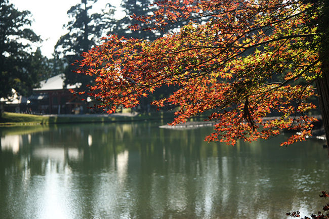 綺麗です。<br />雑音無く、日常を忘れさせてくれる庭園でした。