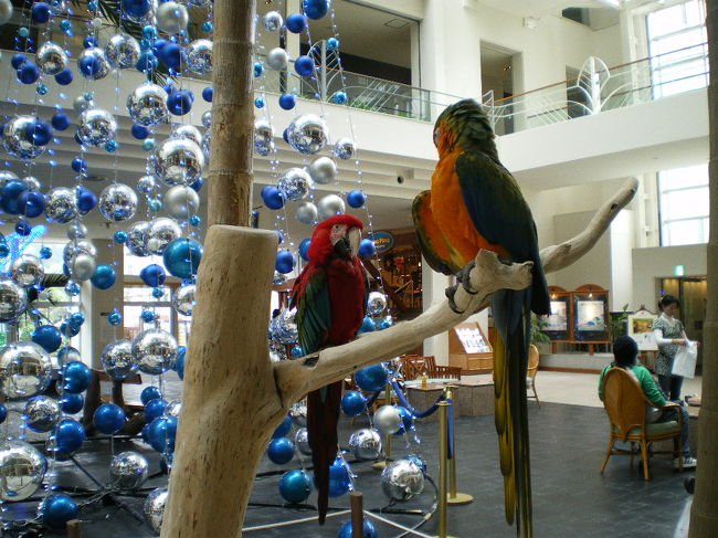 ホテルのロビーにいた騒がしいインコ( ´艸｀)ﾑﾌﾟﾌﾟ