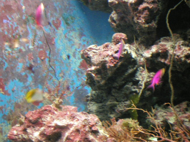 ちゅら海水族館