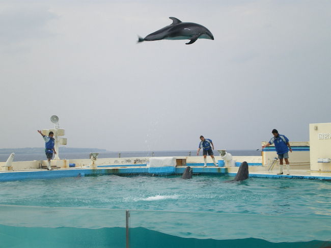 飛ぶイルカ！