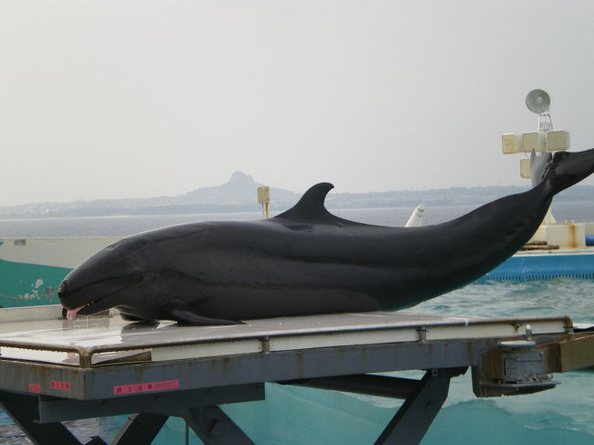 舌を出すクジラ？