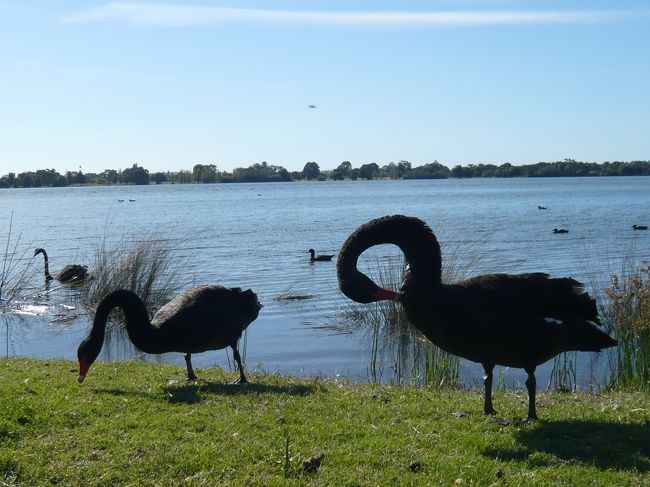 フリーマントルから電車でパースへ戻り、モンガー湖へ向かいました。<br />（パース駅でフリーマントル線からジュンダラップ線に乗り換え、リーダービル駅下車、徒歩約10分）<br /><br />ここモンガー湖は、ブラックスワン（黒鳥）が生息しています。<br /><br />ん〜、確かに黒い・・・。