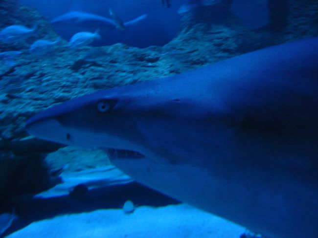 サメ、エイ、ウミガメ、クラゲ、クロコダイル・・・<br /><br />たくさんの生物がいましたよ。