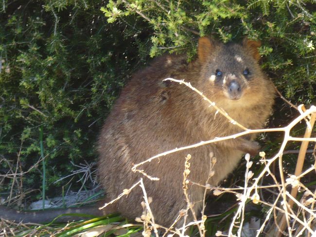 道端のブッシュの影に、この島にしか生息していない、クォッカを発見しました。<br /><br />くれぐれも餌を与えないように！