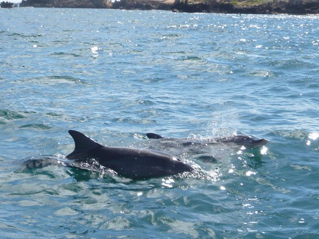 イルカたちが現れました。<br />フェリーの周りを元気よく泳ぎ回ります。
