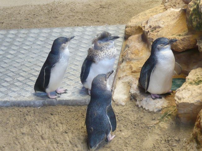 島に戻り、今度はペンギン。<br /><br />ヨチヨチ歩く姿が、可愛いったらありゃしない。