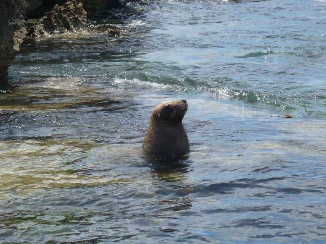もちろん、アシカも海から顔を出したり、砂浜で日光浴をしたり。<br /><br />ペンギン島は動物たちの楽園でした。