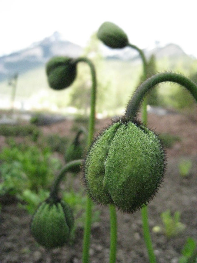 ケシの花のつぼみ