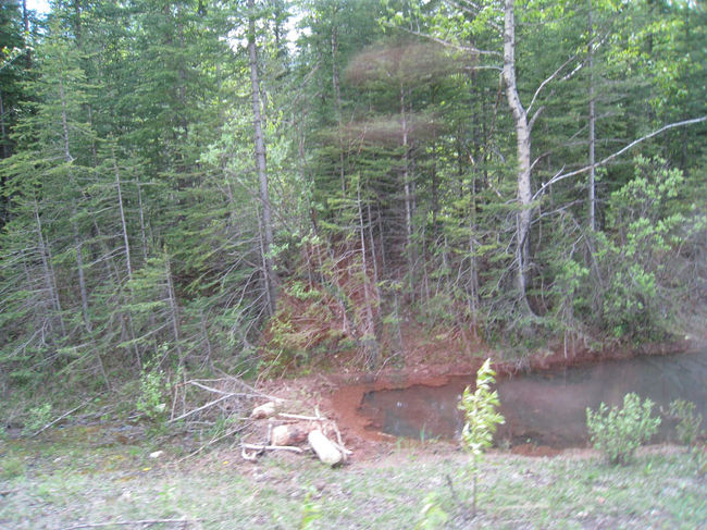 ビーバーのダム<br /><br />小川がセキ止められてます。