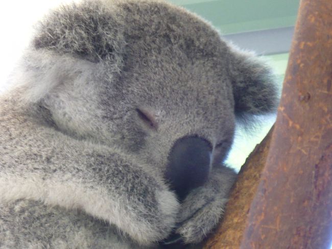 いました。コアラくん。<br /><br />抱くことはできませんが、手で触ることはできます。<br /><br />ぬいぐるみみたいにフワフワな毛をしていて、カワイイです。
