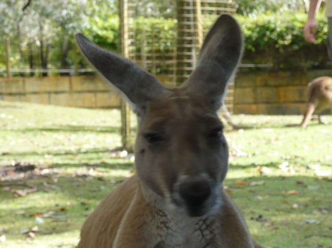 カンガルーさんもいらっしゃいました。<br /><br />ちゃんと握手していただきました。（笑）