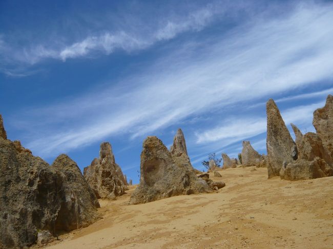 カバシャム・ワイルドライフ・パークから、さらに2時間以上バスは走り続け、到着しました、ピナクルズ。<br /><br />たくさんの奇妙な岩がにょきにょきと地面から生えているような光景。<br /><br />不思議な世界です。<br /><br />（実際には生えているのではなく、風化や水の浸食で長い年月をかけて出来上がったものです）