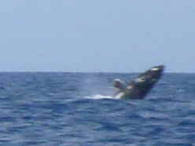 ホエールウォッチングに参加。<br /><br />荒波の中、クジラをウォッチング。<br />思っていた以上に、遠くの方から見るので、写真が小さくてゴメンなさい。