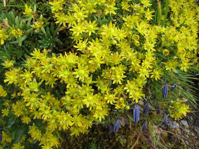 こんな可愛い花々がハイカーの気持ちを癒してくれます。