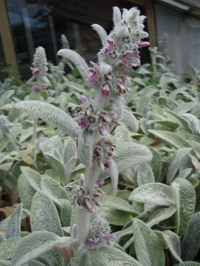 すごい毛深い植物<br /><br />フワフワ