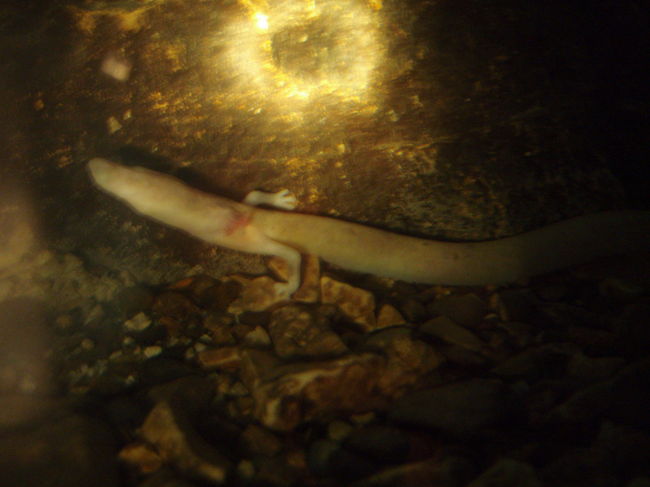 本当は洞窟で見られるはずの類人魚（日本語ではホライモリって言うらしい。）<br /><br />洞窟には展示されてなくて、<br />わざわざ洞窟の中の生物が展示されてる所に入らないといけなかった。