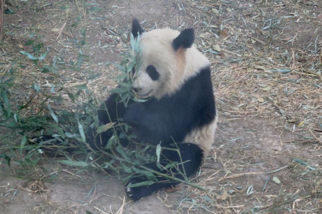 2008秋、中国旅行記15(27/37)：11月18日(5)：北京動物園、四川省
