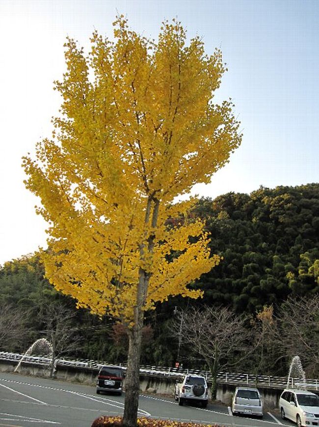 きれいに紅葉した銀杏の木。