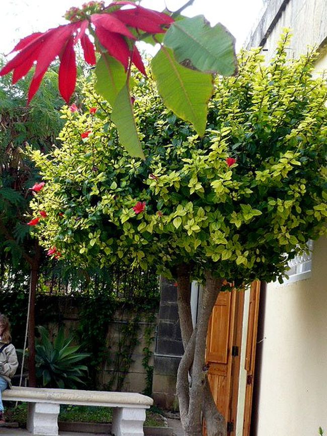 ←◆『タルシーン神殿にて♪』<br /><br />横のベンチに座って休憩してたら<br /><br />この赤い花が綺麗に咲いてました