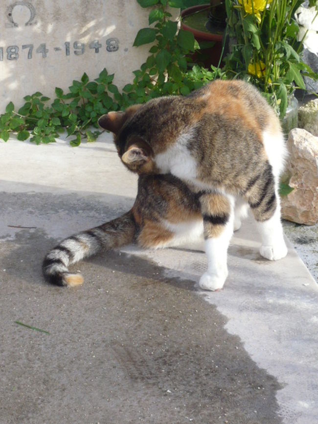 ←◆『神殿横の教会♪』<br /><br />すると、綺麗なネコが現れた
