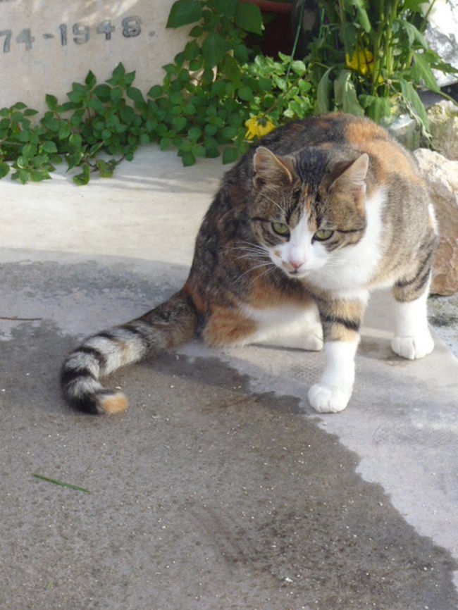 ←◆『神殿横の教会♪』<br /><br />あらら、睨みつけないでね〜