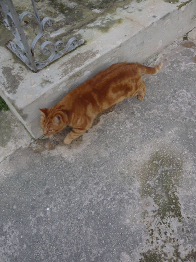 ←◆『神殿横の教会♪』<br /><br />次々とネコが現れましたよ