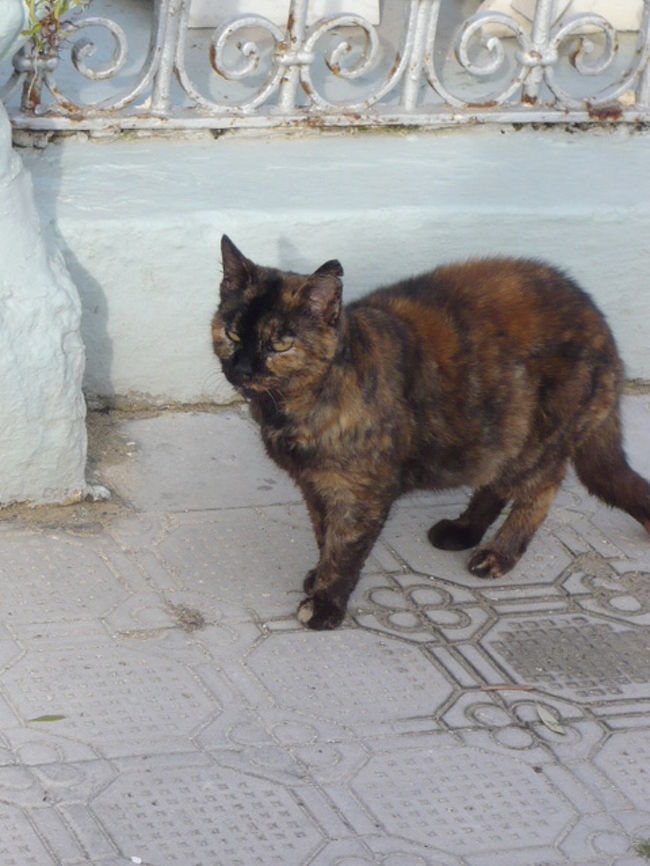 ←◆『神殿横の教会♪』<br /><br />えーと、この子で３匹目