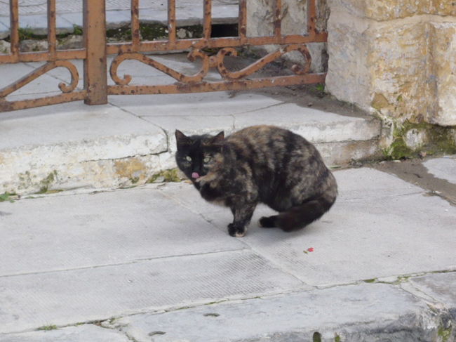 ←◆『神殿横の教会♪』<br /><br />この子は４匹目ですねー