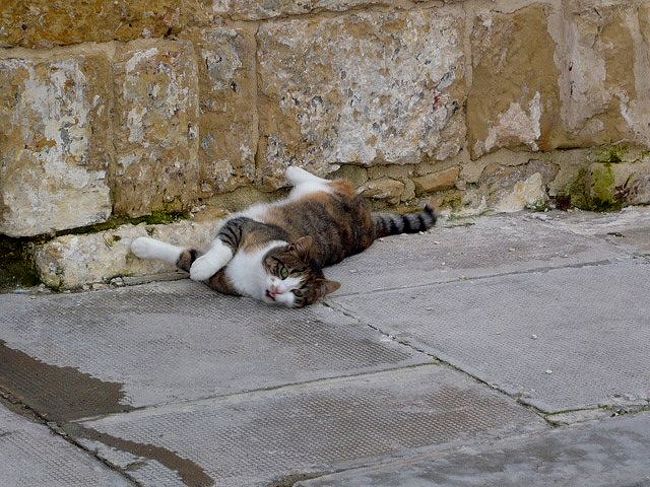 ←◆『神殿横の教会♪』<br /><br />この子は最初の子ですね