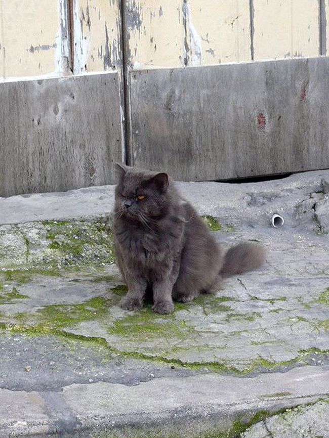 ←◆『神殿横の教会♪』<br /><br />おっ、不細工な子が出てきた