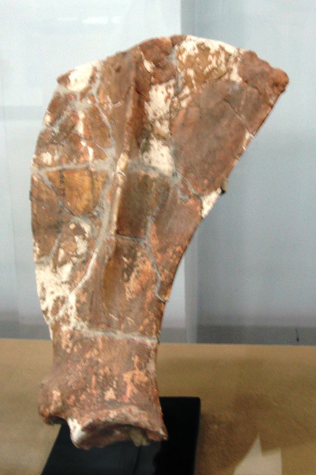 第十三地点から発掘された周口店双角犀の肩甲骨です。