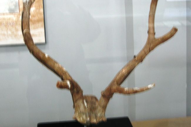 第十三地点から発掘された斑鹿の頭骨と角です。地質は中更新世です。