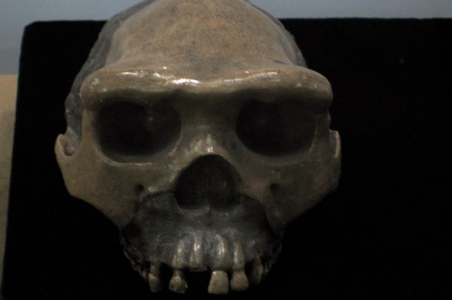 1938−1939年に発見されたジャワ原人?号の頭蓋骨です。レプリカとは記されていませんでした。